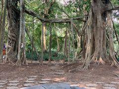 -中国科学院西双版纳热带植物园