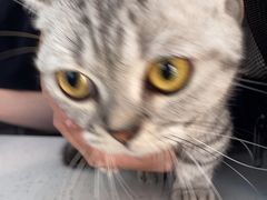 -艾贝尔宠物医院·24H转诊中心·肿瘤猫专科(江宁双龙店)