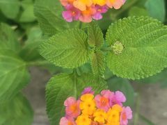 -创味·民间海南菜·非遗藤桥排骨(藤桥·免税城店)