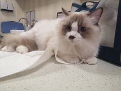 -宠爱国际动物医院· 猫科· 外科·中兽医(长白店)