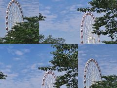 -顾村公园