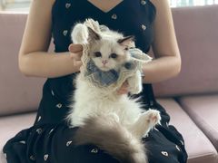 -喵百万·布偶·蓝金金渐层英短·猫舍(百子湾店)
