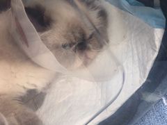-伟伟宠物医院·CT影像中心·瑞派犬猫综合性门诊(汉口总院)