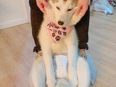 -Husky Go! 哈士奇体验馆·宠物咖啡厅狗咖