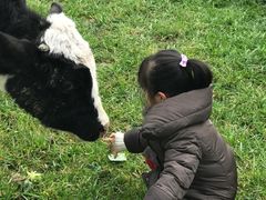 -田园东方蜜桃村的田野营地