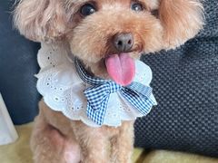 -宠福鑫康馨动物医院·骨科·眼科