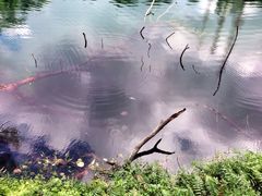 -武吉知马自然保护区