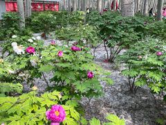 -仁和公园(顺义区)