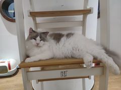 -1013 PET SHOP精品宠物商店(丁香店)