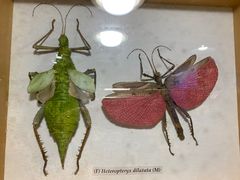 -上海大自然野生昆虫馆(东方明珠·爬宠昆虫探索中心)