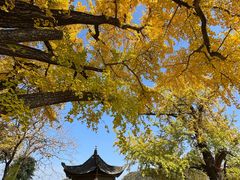 -千年银杏谷文化旅游区