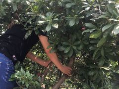 -塘栖枇杷特色园区