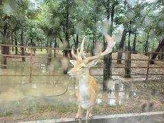 -秦皇岛野生动物园