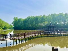 -合肥滨湖国家森林公园