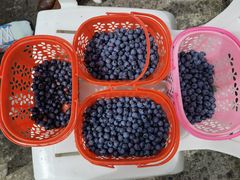 -金谷域澳洲庄园