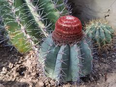 -国家植物园南园