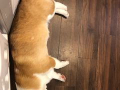 -柯斗斗主题餐厅·狗咖·围炉煮茶·茶饮(国瑞升平里店)