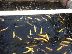 -北京水岸山吧度假村(雁栖镇店)