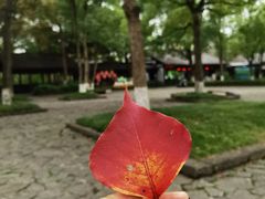 -西溪国家湿地公园