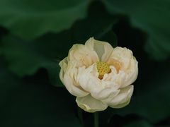 -黄兴公园
