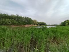 -大兴滨河森林公园