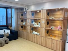 -猫十亿·布偶金渐层·曼基康矮脚猫舍(青年路店)
