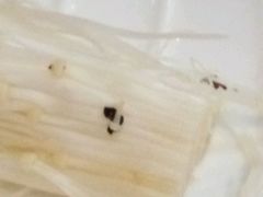 -呷哺呷哺 黄金牧场 (欢乐谷店)
