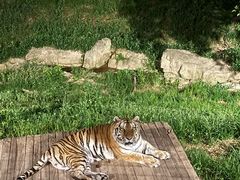 -大连森林动物园