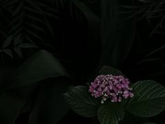 -成都市活水公园