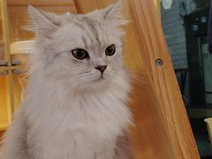 -平行世界·猫咖(首经贸店)