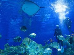 -芜湖新华联大白鲸海洋公园