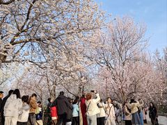 -桃花堤公园