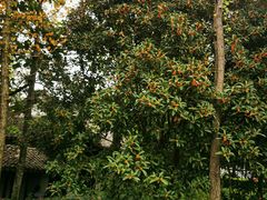 -上海佘山国家森林公园天马山园