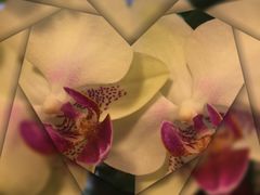 -静岸花卉园艺(三星坊店)