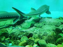 -太平洋海底世界