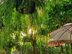 -Fern Forest Cafe