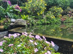 -深圳仙湖植物园