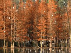 -白鹭湾湿地公园