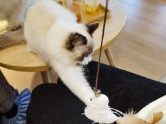 -猫腻·猫咖·撸猫馆(星光大道店)
