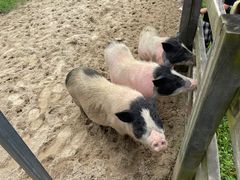 -田园东方蜜桃村的田野营地