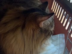 -瑞派宠物医院(搏威敦和院)