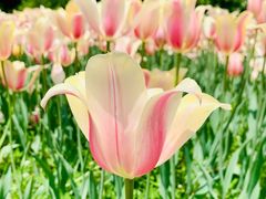 -长春公园(普阳街道)