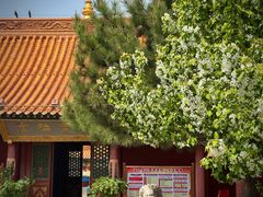 -大召寺明清一条街