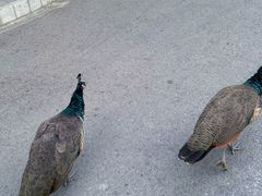 -J Create城市露营咖啡·简餐·宠物(上海动物园店)