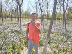 -苏家坨柳林村二月兰花海