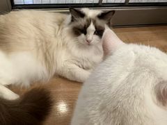 -MOYOYO猫咪咖啡店