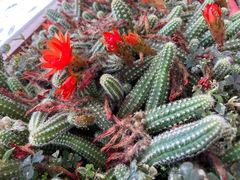 -四姑娘山阿巴郎·藏式花园餐厅