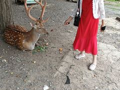 -大连森林动物园