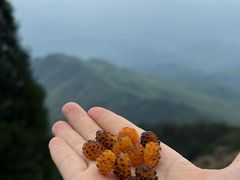 -大围山国家森林公园