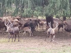 -北京麋鹿生态实验中心